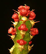 Image result for Euphorbia richardsiae