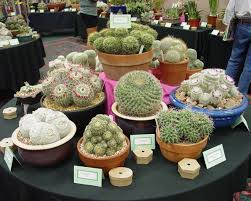 Find addresses, phone numbers, driving directions, reviews and ratings on tucsoncarhire.com. Tucson Gardening And Craft Fair June 25 July 1 Entertainment Tucson Com