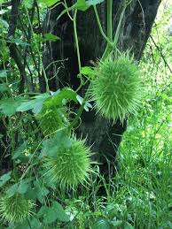 Image result for Oldfieldia macrocarpa