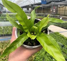 Image result for Asplenium staudtii