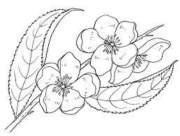 Risultati Immagini Per Disegni Da Colorare Paesaggi Naturali Disegni Da Colorare Disegno Di Fiori Disegno Fiori