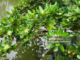 Image result for Pittosporum mildbraedii