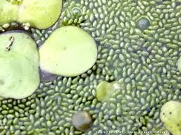 Image result for Wolffiella hyalina