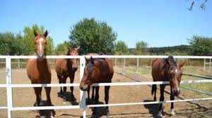 Ultimele știri din sănătate și medicină, boli și medicamente, declarații de la ministerul sănătății, legislație, alimentație sănătoasă / 27.06.2021. Muncitori NecalificaÈi Pentru O FermÄ De Cai Germania Germania Info