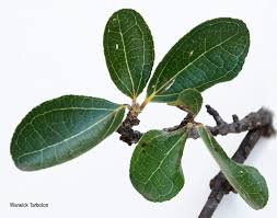 Image result for Strychnos madagascariensis