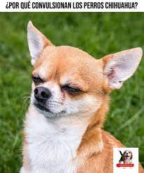 Pin En Enfermedades De Animales