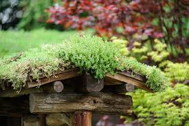 Image result for Sedum