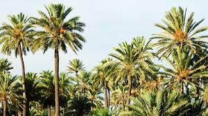 Maybe you would like to learn more about one of these? Coachella S Sweet Treasure Dates