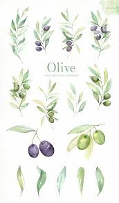 Olive Watercolor Clipart Watercolor Clipart Watercolor Botanical Watercolor