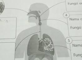Perhatikan Gambar Sistem Pernapasan Pada Manusia Berikut Isilah Nama Organ Dan Fungsinya Dengan Brainly Co Id