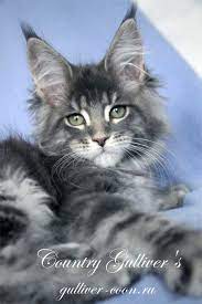 pin on animals
