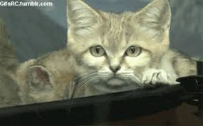 pin op cat