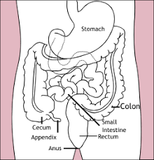 In this article, we shall examine the anatomy of the small intestine. Intestines Psychology Wiki Fandom