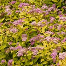 Image result for spirea japonica gold princess