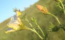 Image result for Menodora africana