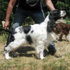 Originariamente lo springer alzava la selvaggina per la rete, per il falcone o per il levriero, oggi viene invece impiegato esclusivamente per scovare e riportare la selvaggina al cacciatore. Il Piu Antico Cane Da Caccia Lo Springer Spaniel Inglese