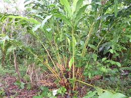 Image result for Renealmia