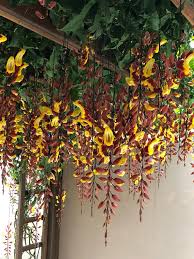 Image result for Thunbergia mysorensis