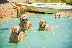 Our state of the art boarding kennels have many amenities. Golden Retriever Rescue Club Of Charlotte Home Facebook