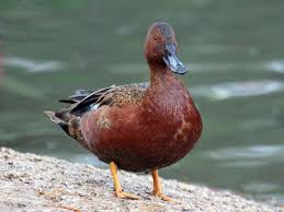 Birds With White Heads And Brown Bodies Pin On Canards