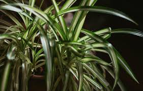 Image result for Chlorophytum lancifolium