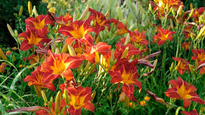 Her exotic beauty - a vision of desire