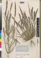 Image result for Eragrostis arenicola
