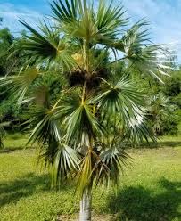 Image result for Coccothrinax