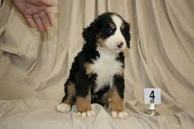 It's also free to list your available puppies and litters on our site. Akc Bernese Mountain Dog Puppies For Sale In Peru Illinois Classified Americanlisted Com