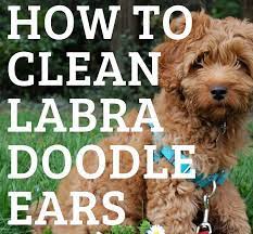 Labradoodles Are Prone To Ear Infections And Ear Wax Build Up Learn How To Clean Labradoodles Ears And Make Labradoodle Ears Labradoodle Grooming Labradoodle