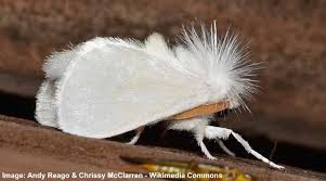 It is part of a large family of moths known as the sphingidae, or hawk moths. Fluffy Fuzzy Or Furry Moths Identification With Pictures And Names