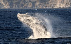 A rocky coastline of beautiful beaches and coves. Monterey Bay National Marine Sanctuary Home Page