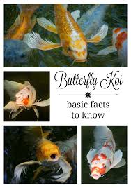 Like two doomed ships that pass in storm. Butterfly Koi Basic Facts To Know Aquascape Inc