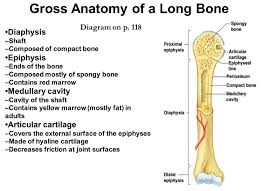 The end of a long bone is usually swollen and resembles a clenched fist. Gross Anatomy Of A Long Bone