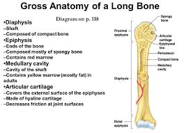 Each system contains haversian canals surrounded by concentric lamellae of bone tissue 48. Gross Anatomy Of Bone Anatomy Drawing Diagram