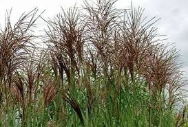 If you have specific requirement, please ask. Eulalia Maiden Grass Zebra Grass Chinese Silvergrass Miscanthus Sinensis Goliath