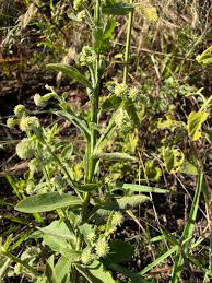 Image result for Laggera