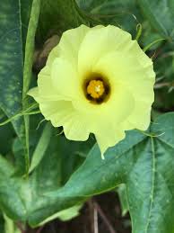 Image result for Gossypium barbadense