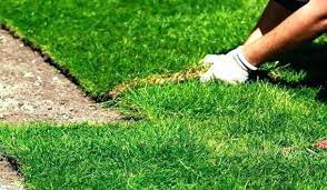 Pada dasarnya memang ekosistem di bumi dibagi menjadi dua macam, yakni ekosistem daratan dan juga ekosistem perairan. Cara Menanam Rumput Jepang Agar Tumbuh Indah Tukang Kuli