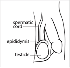 Changes are not always cancer. Testicular Self Examination Tse