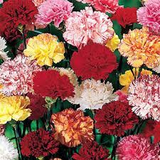 Hardy Mixed Carnations Michigan Bulb Company Carnation Flower Carnations Flowers
