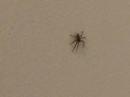 Die spinne im bett antworten abbrechen. Kleine Spinne Im Zimmer Haus