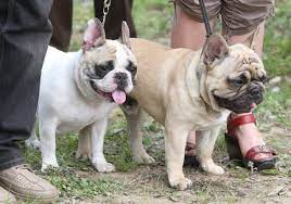 Mom and dad on site.the meet fletcher, one of our adorable french bulldog puppies for sale. French Bulldog Breeders Near Me Online Shopping Mall Find The Best Prices And Places To Buy
