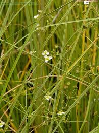 Image result for Alisma