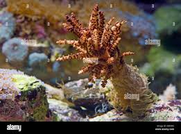 Image result for Sphaerella sp.