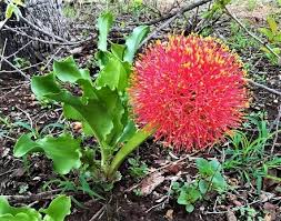 Image result for Rhigozum zambesiacum