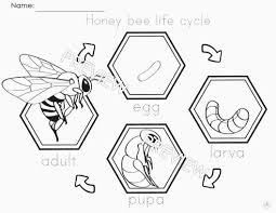 Be sure to visit many of the other animal coloring pages aswell. Honey Bee Anatomy Worksheet Printable Worksheets And Activities For Teachers Parents Tutors And Homeschool Families