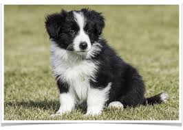 All Black Border Collie Puppy Border Collie Puppies In 2020 Collie Puppies Border Collie Puppies Collie Puppies For Sale