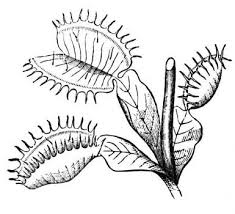 Venus Flytrap Color Page Botany Venus Fly Trap Fly Traps Diagram Of A Flower