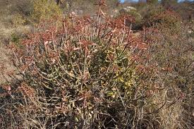 Image result for Monadenium friesii